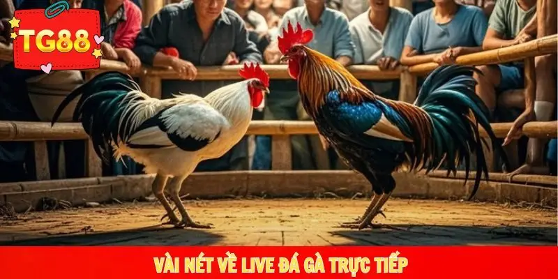 Giới thiệu vài nét về live đá gà trực tiếp