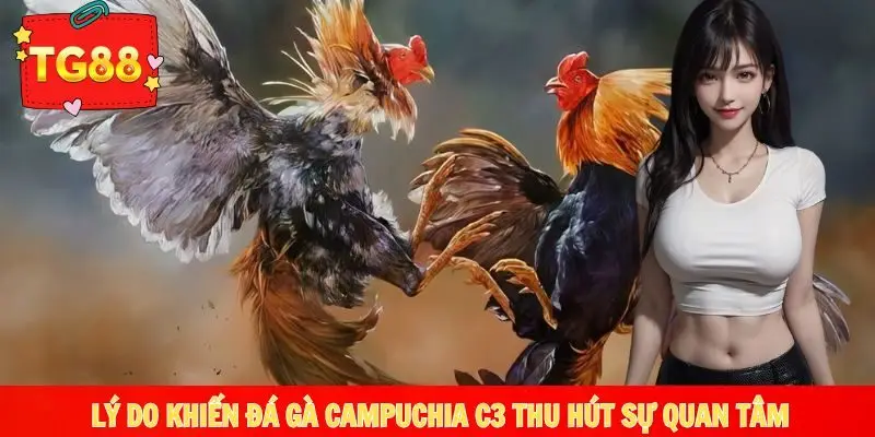 Vì sao đá gà Campuchia C3 thu hút nhiều người tham gia